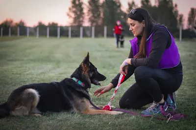 Wonder Dog Szkolenie